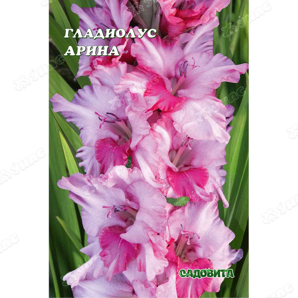 Гладиолус Арина Рс 10/12 15 шт Садовита
