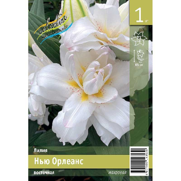 Лилия Нью Орлеанс 12/14 1 Эконом шт 