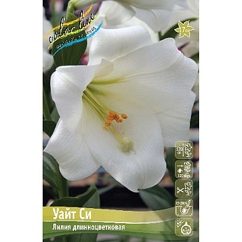 Лилия Уайт Си 12/14 5 шт 