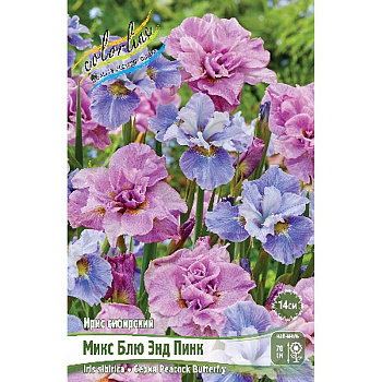 Ирис Сибирский Микс Блю Энд Пинк Пикок Баттерфляй I 1 шт