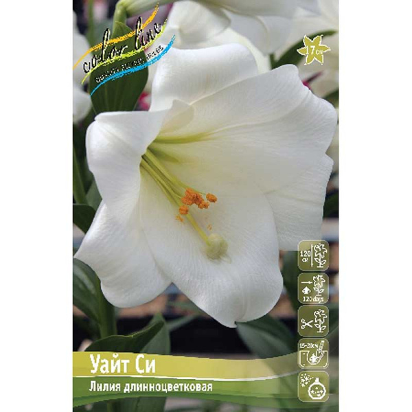 Лилия Уайт Си 12/14 5 шт 