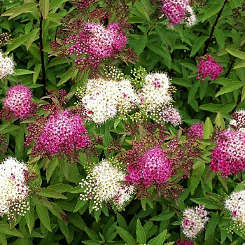 Спирея Японская Генпей P9