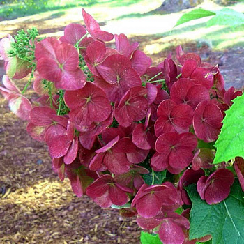 Гортензия Дуболистная Аметист P12