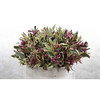 Вейгела Олл Саммер Монэ P9