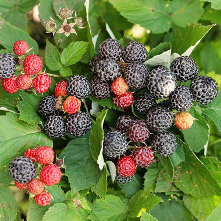 Ежемалина Кумберленд Садовита