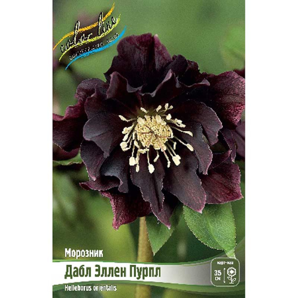 Морозник Дабл Эллен Пурпл I 1 шт