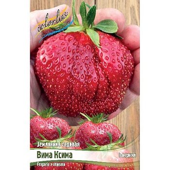 Земляника Садовая Вима Ксима A 5 шт 