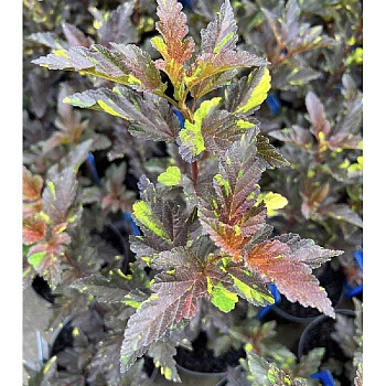 11501 Пузыреплодник Калинолистный Саламандра C1.5 ,шт