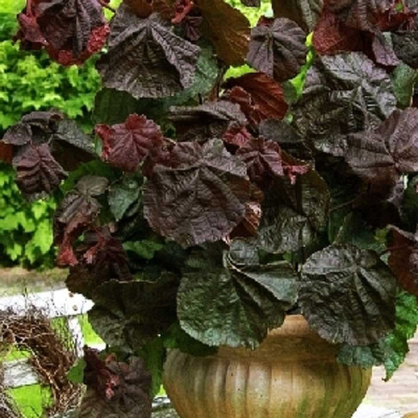 Лещина Обыкновенная Рэд Маджестик P14