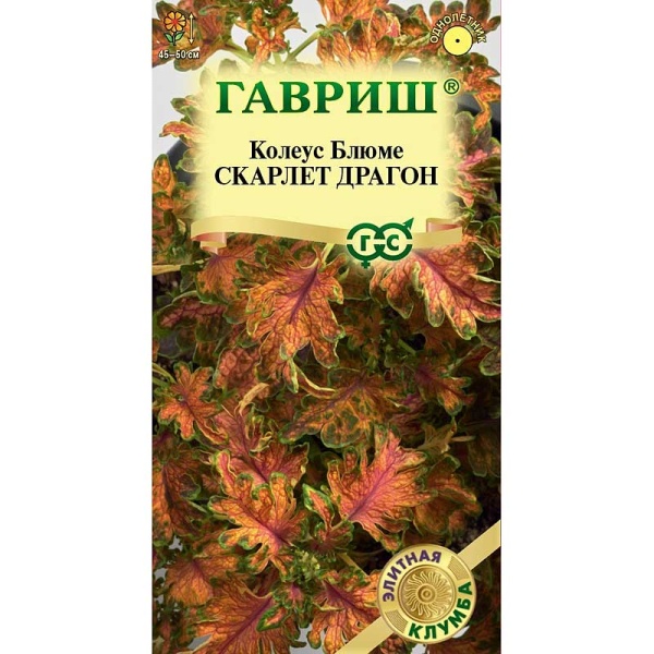 Колеус Скарлет Драгон Гавриш Цх10 