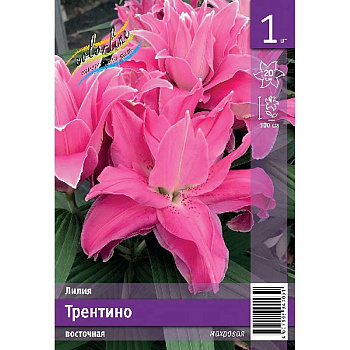 Лилия Трентино 14/16 1 Эконом шт
