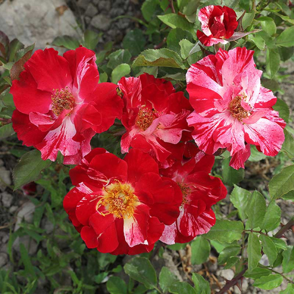 Роза канадская (плетистая) Крейзи фо ю Садовита