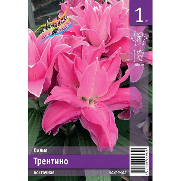 Лилия Трентино 14/16 1 Эконом шт