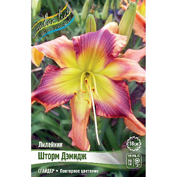 Лилейник Шторм Дэмидж I 1 шт 