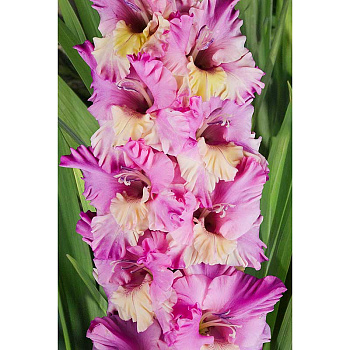 Гладиолус Солнце В Сирени 8/10 5 шт, Садовита 