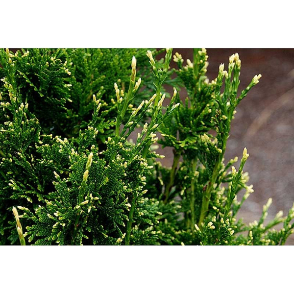 Туя Складчатая Кан-Кан P9 20-25