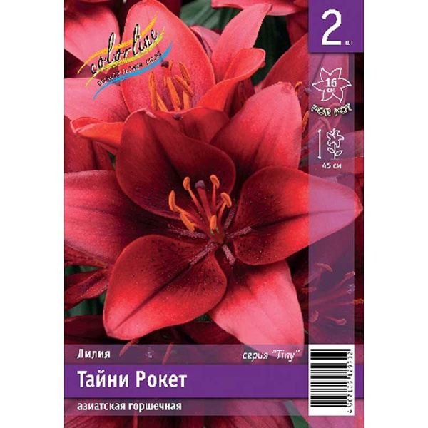 Лилия Тайни Рокет 10/12 2 Эконом шт 