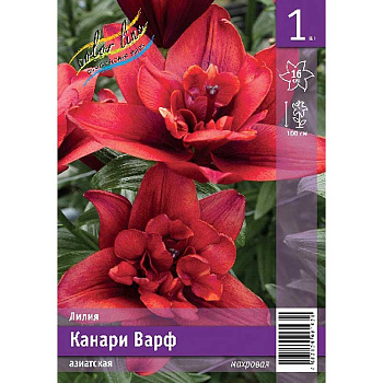 Лилия Канари Варф 12/14 1 Эконом шт
