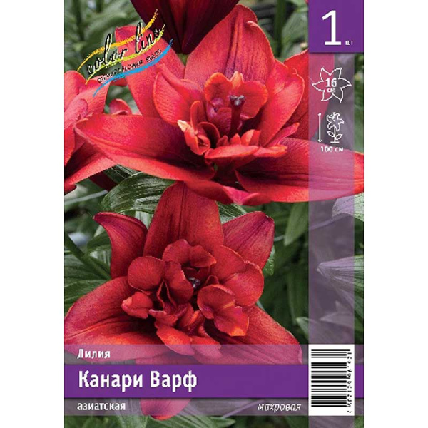 Лилия Канари Варф 12/14 1 Эконом шт