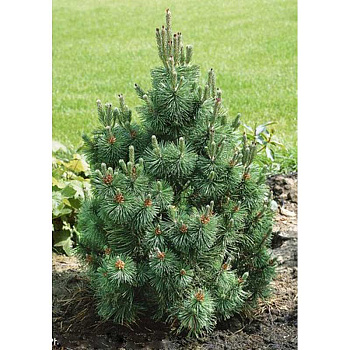 Сосна Горная Колумнарис C1.5