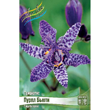 8624 Биг-Пак Трициртис Пурпл Бьюти I 25 шт 