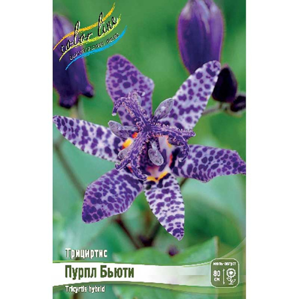 8624 Биг-Пак Трициртис Пурпл Бьюти I 25 шт 
