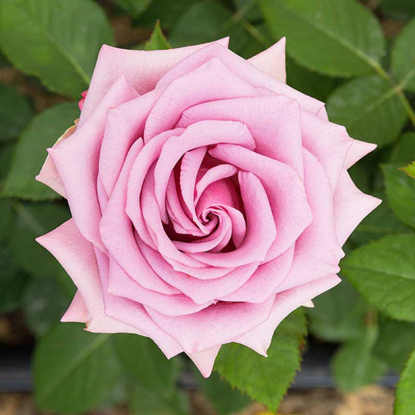 Роза чайно-гибридная Блю Мун Садовита