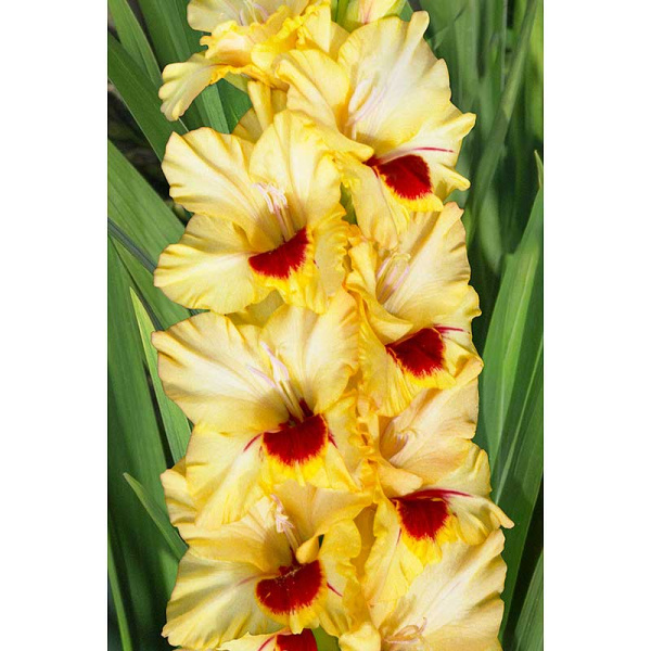 Гладиолус Контраст 8/10 15 шт, Садовита 