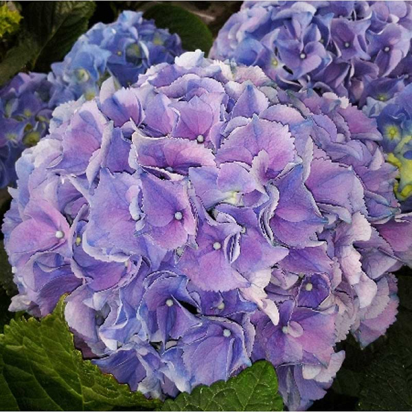 Гортензия Крупнолистовая Эрли Блю P12