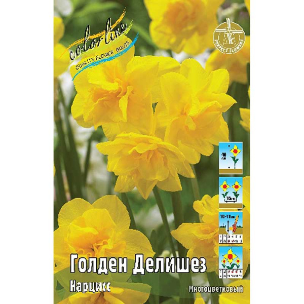 14987 Шоу-бокс Нарцисс Голден Делишез 12/14 50 шт