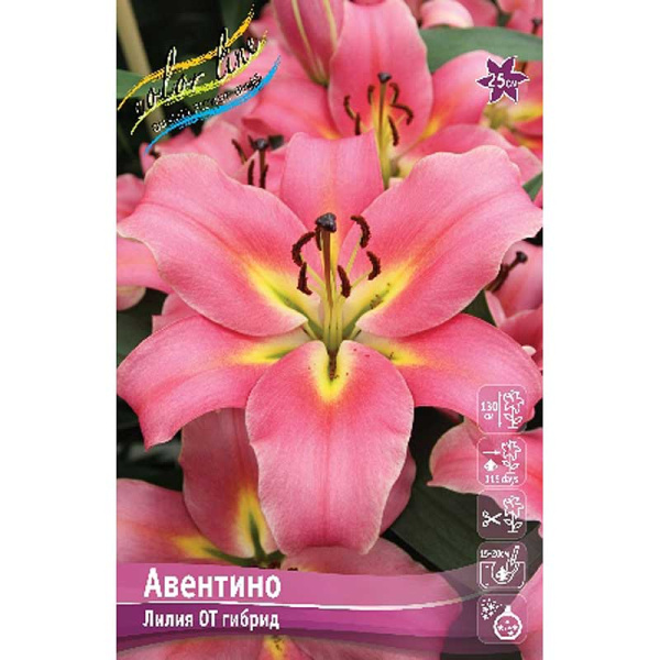 Лилия Авентино 12/14 25 шт Биг-пак 10475
