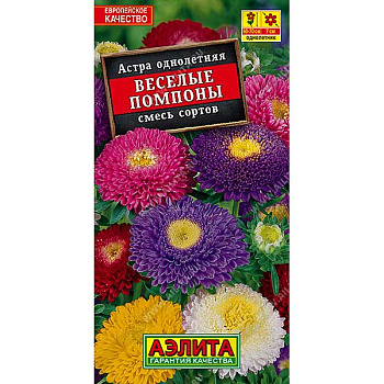 Астра Веселые помпоны Аэлита Ц 