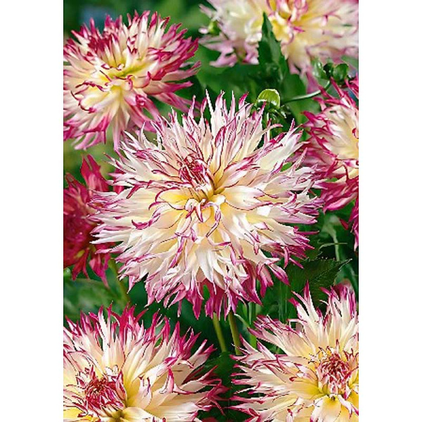 Георгина Капроз Джозефина I 1 шт