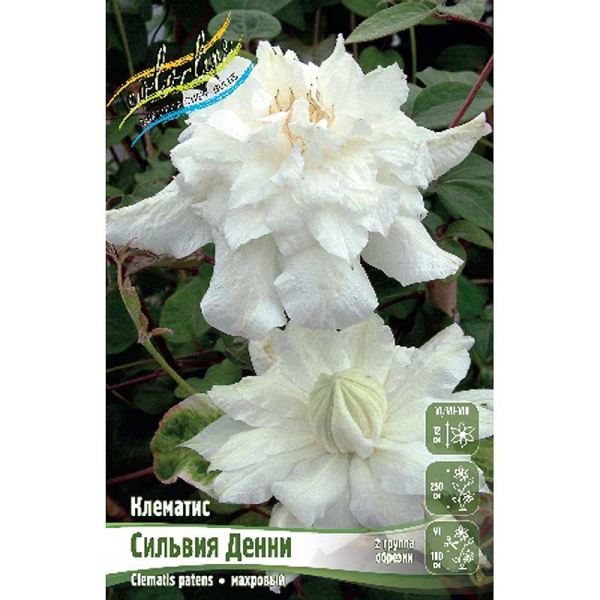 Клематис Сильвия Денни I 2 шт