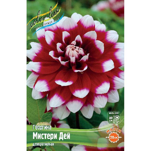 Георгина Мистери Дей I 15 шт Шоу-бокс 8919 