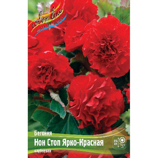 Бегония Нон Стоп Ярко-Красная 5/6 50 шт Шоу-Бокс 8853