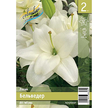 Лилия Бельведер 12/14 2 Эконом шт 