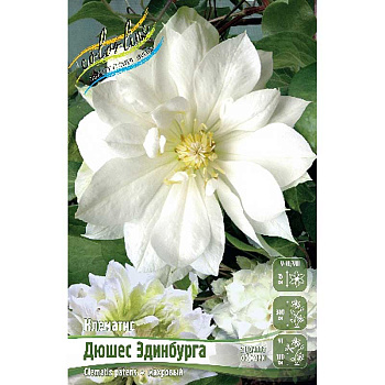 Клематис Дюшес Эдинбурга I 25 шт Биг-пак 844