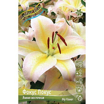 Лилия Фокус Покус 12/14 5 шт