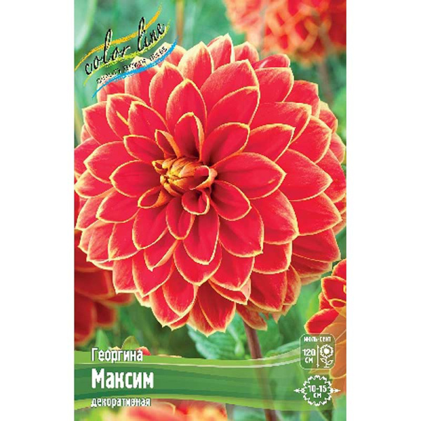 Георгина Максим I 1 шт