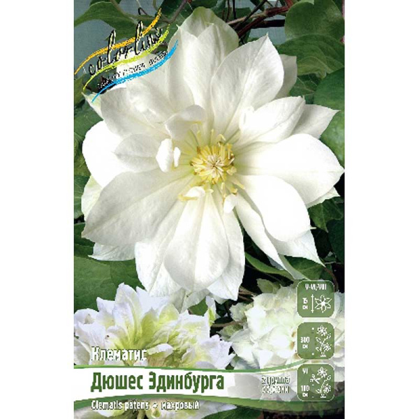 Клематис Дюшес Эдинбурга I 25 шт Биг-пак 844