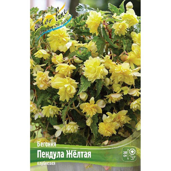 Бегония Пендула Желтая 5/6 50 шт Шоу-бокс 8866