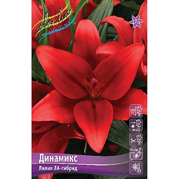Лилия Динамикс 12/14 5 шт