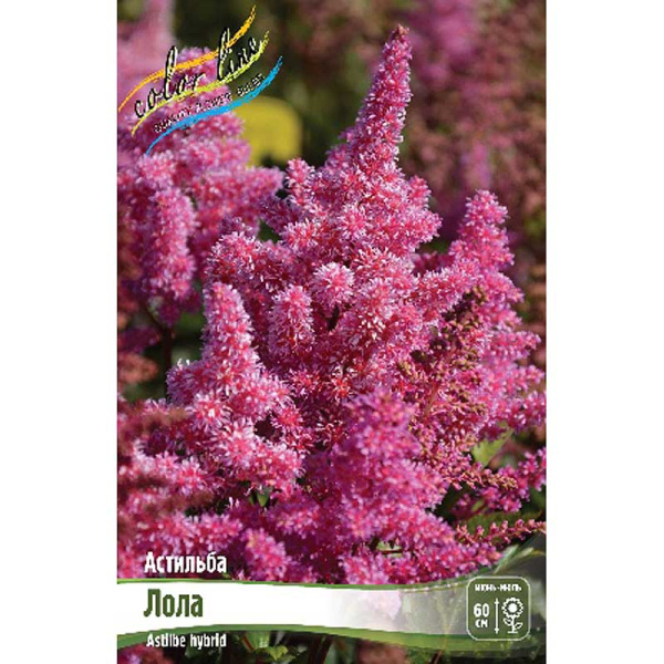 Астильба Лола 2/3 n 1 шт