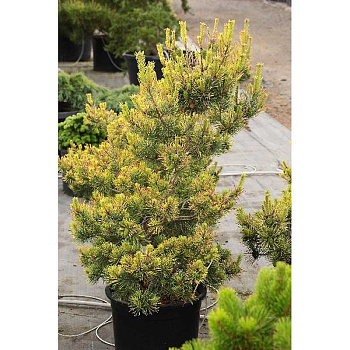 2722 Сосна Обыкновенная Кбн Голд C10 40-50cm ,шт