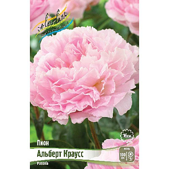 7961 Биг-Пак Пион Альберт Краусс 2/3 n 15 шт