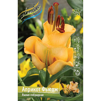 Лилия Априкот Фьюдж 16/18 25 шт Биг-Пак 8792 