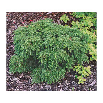 3972 Тсуга Канадская Компакта C4 30-40cm ,шт