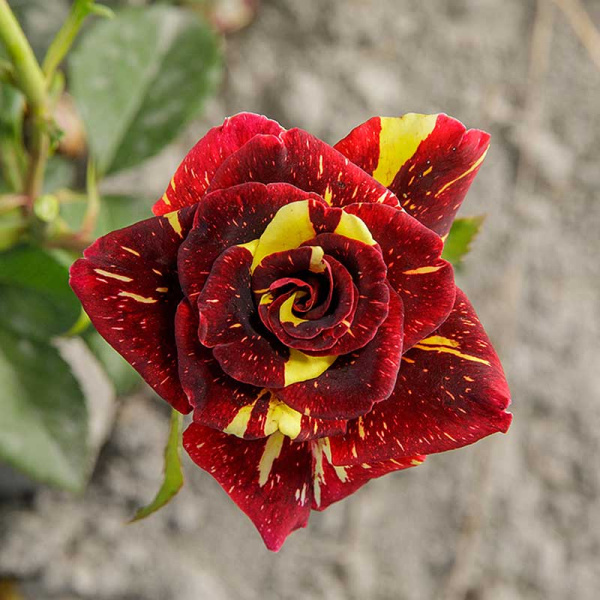 Роза флорибунда Абракадабра Садовита