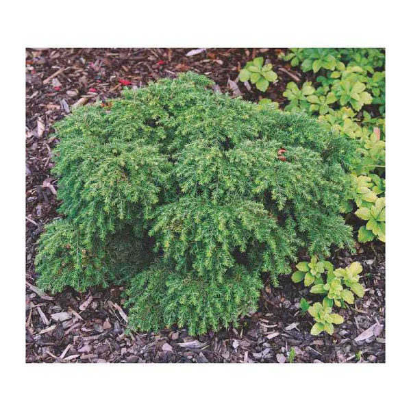 3972 Тсуга Канадская Компакта C4 30-40cm ,шт